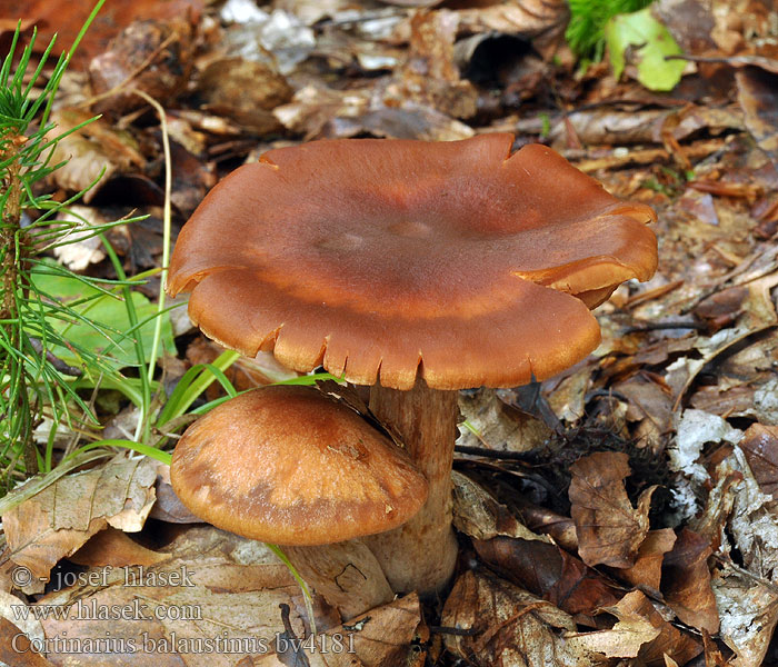 Cortinarius balaustinus Feuerblättriger Wasserkopf