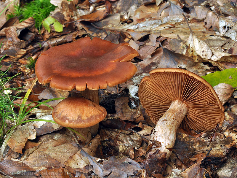 Cortinarius balaustinus Rondsporige Gordijnzwam