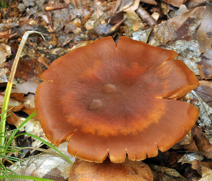 Cortinarius balaustinus Zasłonak jaskrawy