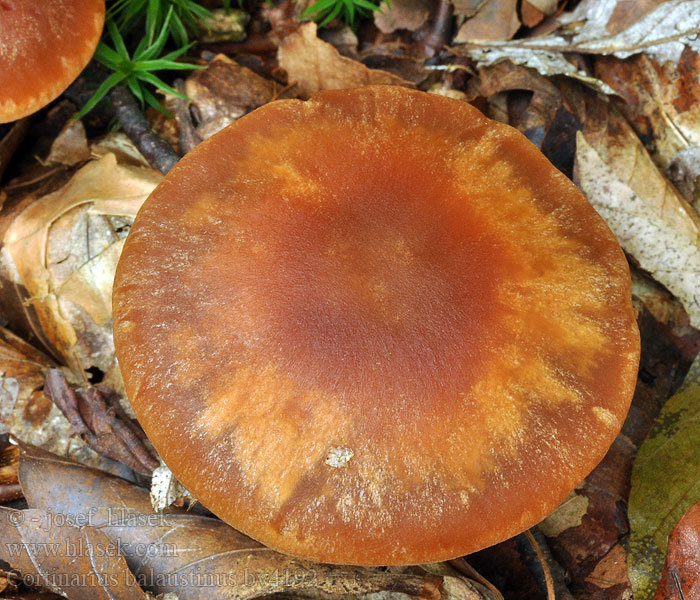 Cortinarius balaustinus Pavučinovec ohnivolupeňový