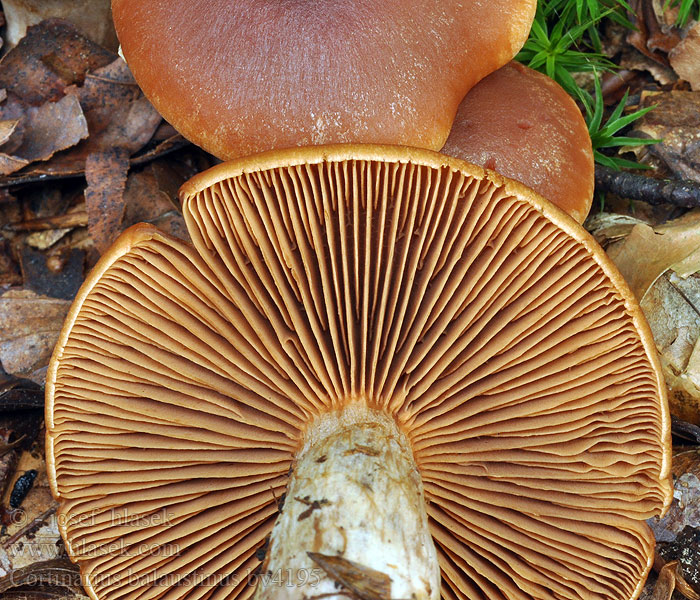 Cortinarius balaustinus Strålspindling Riimuseitikki