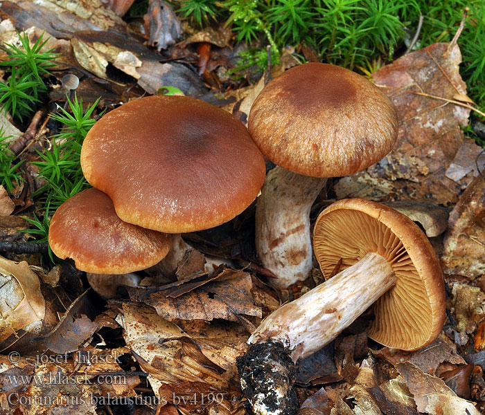 Cortinarius balaustinus Cortinaire brun rougeâtre