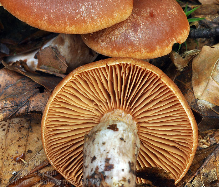 Cortinarius balaustinus Stråleslørsopp