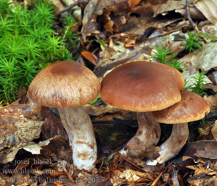 Cortinarius balaustinus Паутинник гранатово-красный