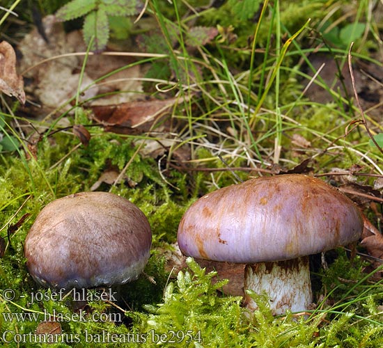 Cortinarius balteatus be2954