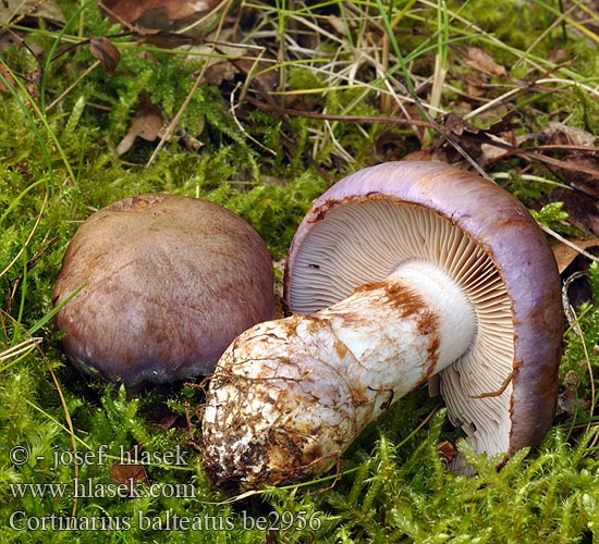 Cortinarius balteatus be2956