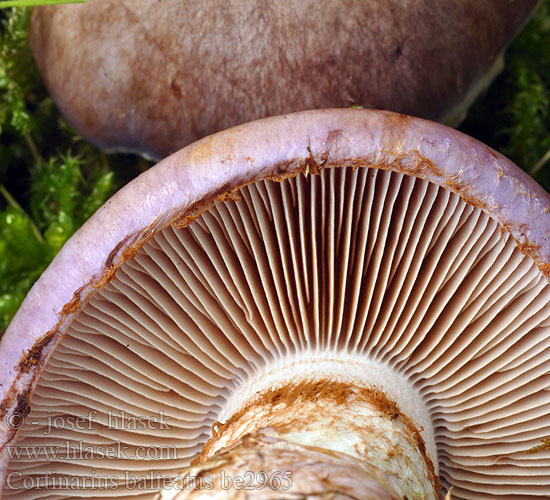 Eikeslørsopp Zasłonak fioletowobrzegi Паутинник опоясанный Pavučinovec zavalitý Bårdspindling Cortinarius balteatus Pavučinec statný Tykstokket slørhat Puistoseitikki Cortinaire ceint Paarsrandgordijnzwam Violettrandiger Schleimkopf