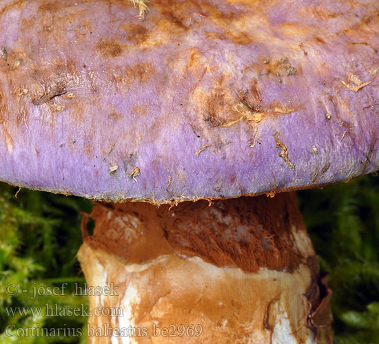 Cortinarius balteatus be2969