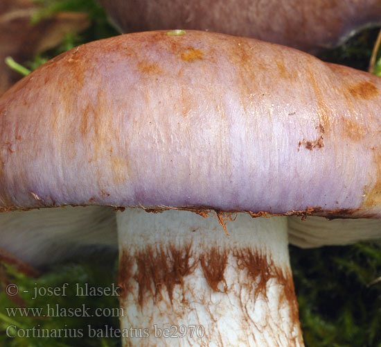 Cortinarius balteatus be2970