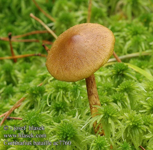 Cortinarius bataillei Orangefüssiger Hautkopf Oransjefotslørsopp Orangespetsig spindling