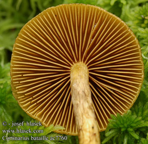 Cortinarius bataillei Oransjefotslørsopp Orangespetsig spindling Orangefüssiger Hautkopf