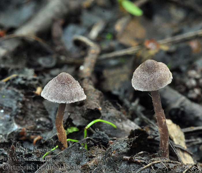 Cortinarius bibulus bk5909