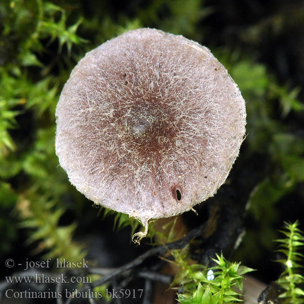 Cortinarius bibulus bk5917