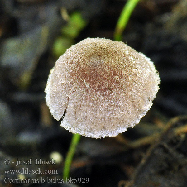 Cortinarius bibulus bk5929