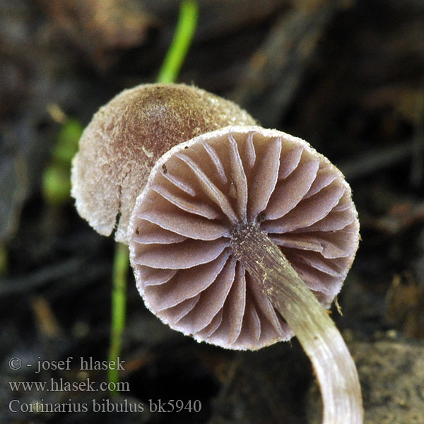 Паутинник впитывающий Violett alspindling Cortinarius bibulus Pavučinec hezoučký Cortinaire bibelot Violetter Erlengürtelfuss Zasłonak fioletowobrązowy Kääpiöseitikki Kleine elzegordijnzwam Fiolett oreslørsopp