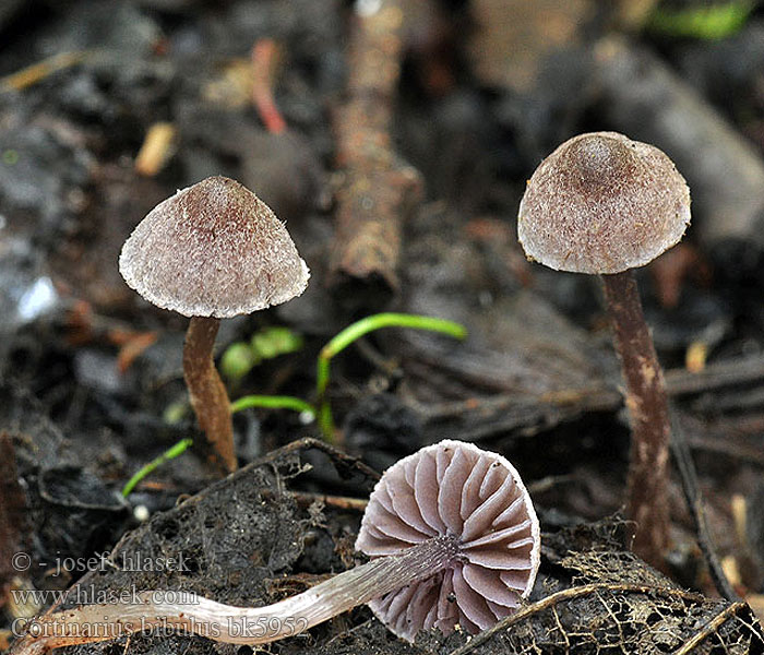 Cortinarius bibulus bk5952