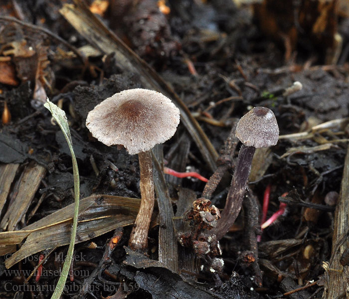 Cortinarius_bibulus_bo7159