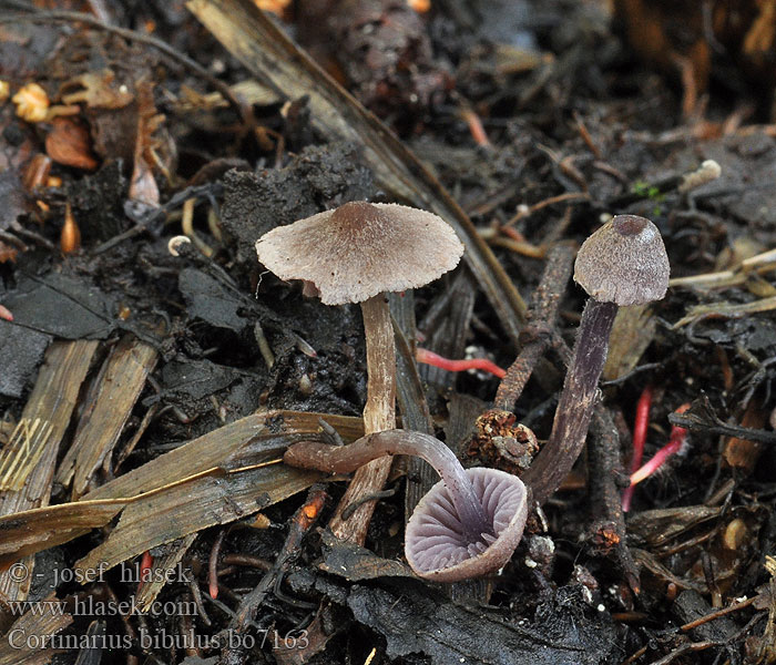 Cortinarius_bibulus_bo7163