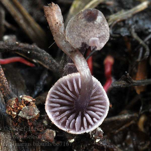 Cortinarius_bibulus_bo7167