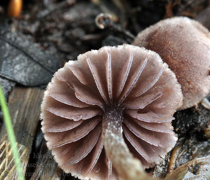 Kääpiöseitikki Kleine elzegordijnzwam Fiolett oreslørsopp Паутинник впитывающий Violett alspindling Cortinarius bibulus Pavučinec hezoučký Cortinaire bibelot Violetter Erlengürtelfuss Zasłonak fioletowobrązowy