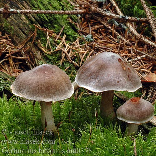 Cortinarius biformis Gycklarspindling Cortinaire deux formes dimorphe Plantage-slørhat Havuseitikki Paddenstoel Schrägberingter Gürtelfuss