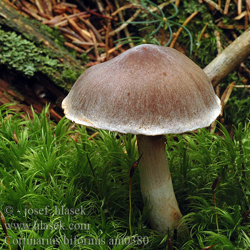 Plantage-slørhat Havuseitikki Paddenstoel Schrägberingter Gürtelfuss Cortinarius biformis Gycklarspindling Cortinaire deux formes dimorphe