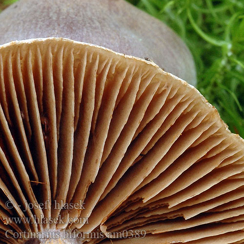 Cortinaire deux formes dimorphe Plantage-slørhat Havuseitikki Paddenstoel Schrägberingter Gürtelfuss Cortinarius biformis Gycklarspindling