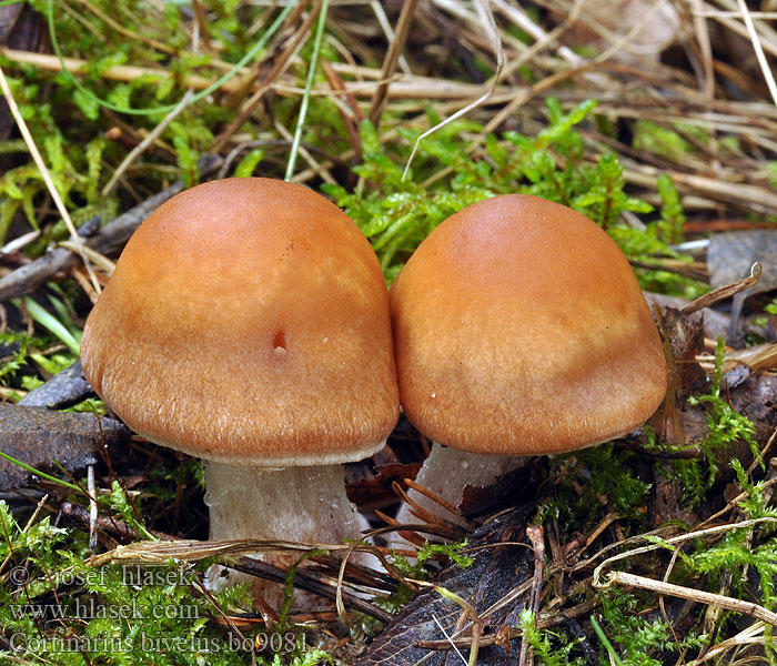 Cortinarius bivelus Pavučinec dvojzávojný Birken-Gürtelfuß