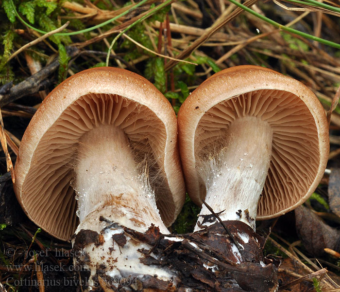 Cortinarius_bivelus_bo9094