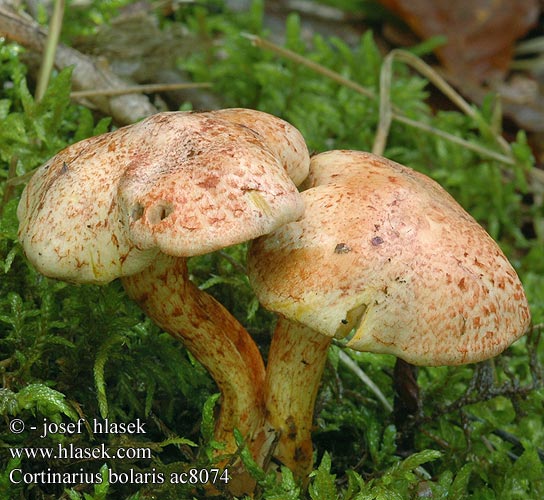 Cortinarius bolaris ac8074