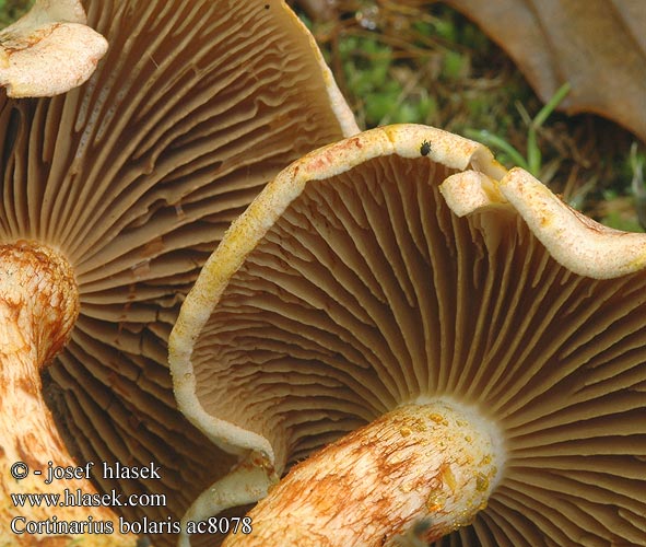 Cortinarius bolaris Roodschubbige gordijnzwam Rotschuppiger Rauhkopf Cinnoberskællet slørhat Pavučinovec červenošupinkatý Cortinaire rougeâtre Dappled Webcap Cortinario ocre rojo Opečna koprenka Ljuskava Punasuomuseitikk Brokspindling Rødskjellslørsopp アカツブフウセンタケ Паутинник ленивый увалень Pavučinec červenošupinný lilák pahřib Zasłonak glinkowaty