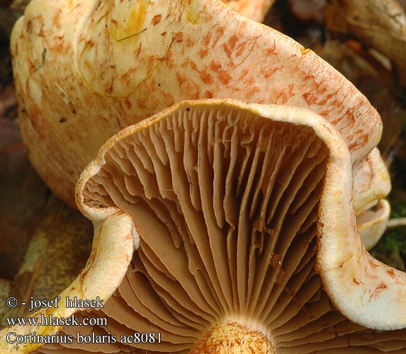 Cortinarius bolaris Cinnoberskællet slørhat Pavučinovec červenošupinkatý Cortinaire rougeâtre Dappled Webcap Cortinario ocre rojo Opečna koprenka Ljuskava Punasuomuseitikk Brokspindling Rødskjellslørsopp アカツブフウセンタケ Паутинник ленивый увалень Pavučinec červenošupinný lilák pahřib Zasłonak glinkowaty Roodschubbige gordijnzwam Rotschuppiger Rauhkopf