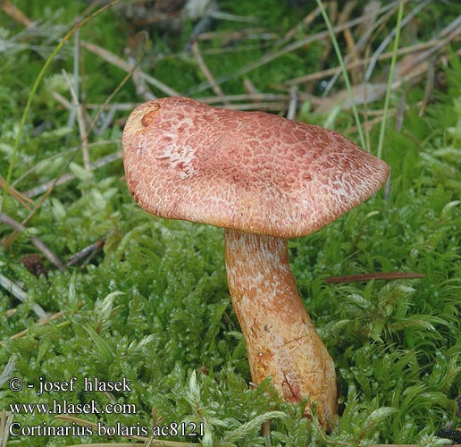 Cortinarius bolaris Cortinario ocre rojo Opečna koprenka Ljuskava Punasuomuseitikk Brokspindling Rødskjellslørsopp アカツブフウセンタケ Паутинник ленивый увалень Pavučinec červenošupinný lilák pahřib Zasłonak glinkowaty Roodschubbige gordijnzwam Rotschuppiger Rauhkopf Cinnoberskællet slørhat Pavučinovec červenošupinkatý Cortinaire rougeâtre Dappled Webcap