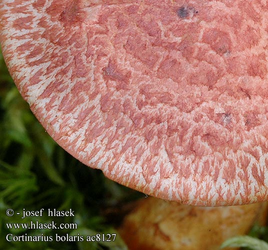 Cortinarius bolaris アカツブフウセンタケ Паутинник ленивый увалень Pavučinec červenošupinný lilák pahřib Zasłonak glinkowaty Roodschubbige gordijnzwam Rotschuppiger Rauhkopf Cinnoberskællet slørhat Pavučinovec červenošupinkatý Cortinaire rougeâtre Dappled Webcap Cortinario ocre rojo Opečna koprenka Ljuskava Punasuomuseitikk Brokspindling Rødskjellslørsopp