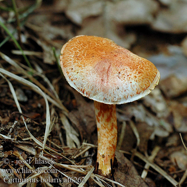 Cortinarius bolaris af6262