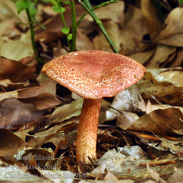 Zasłonak glinkowaty Roodschubbige gordijnzwam Rotschuppiger Rauhkopf Cinnoberskællet slørhat Pavučinovec červenošupinkatý Cortinaire rougeâtre Dappled Webcap Cortinario ocre rojo Opečna koprenka Ljuskava Punasuomuseitikk Brokspindling Rødskjellslørsopp Cortinarius bolaris アカツブフウセンタケ Паутинник ленивый увалень Pavučinec červenošupinný lilák pahřib