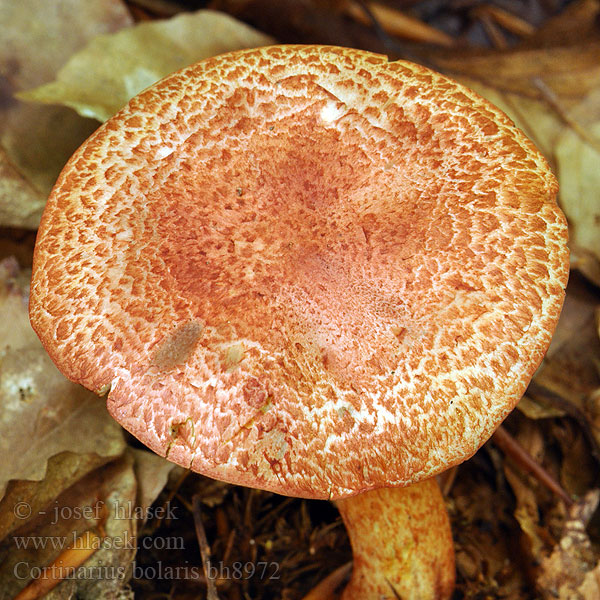 Roodschubbige gordijnzwam Rotschuppiger Rauhkopf Cinnoberskællet slørhat Pavučinovec červenošupinkatý Cortinaire rougeâtre Dappled Webcap Cortinario ocre rojo Opečna koprenka Ljuskava Punasuomuseitikk Brokspindling Rødskjellslørsopp Cortinarius bolaris アカツブフウセンタケ Паутинник ленивый увалень Pavučinec červenošupinný lilák pahřib Zasłonak glinkowaty