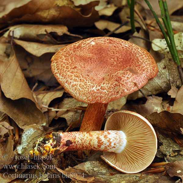 Rotschuppiger Rauhkopf Cinnoberskællet slørhat Pavučinovec červenošupinkatý Cortinaire rougeâtre Dappled Webcap Cortinario ocre rojo Opečna koprenka Ljuskava Punasuomuseitikk Brokspindling Rødskjellslørsopp Cortinarius bolaris アカツブフウセンタケ Паутинник ленивый увалень Pavučinec červenošupinný lilák pahřib Zasłonak glinkowaty Roodschubbige gordijnzwam