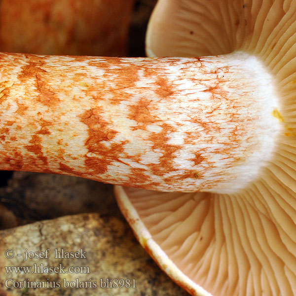 Cortinarius bolaris bh8981