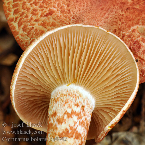 Pavučinovec červenošupinkatý Cortinaire rougeâtre Dappled Webcap Cortinario ocre rojo Opečna koprenka Ljuskava Punasuomuseitikk Brokspindling Rødskjellslørsopp Cortinarius bolaris アカツブフウセンタケ Паутинник ленивый увалень Pavučinec červenošupinný lilák pahřib Zasłonak glinkowaty Roodschubbige gordijnzwam Rotschuppiger Rauhkopf Cinnoberskællet slørhat