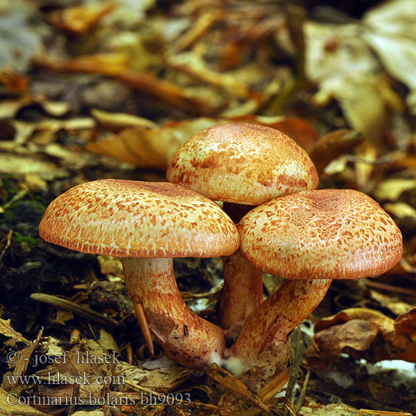 Cortinaire rougeâtre Dappled Webcap Cortinario ocre rojo Opečna koprenka Ljuskava Punasuomuseitikk Brokspindling Rødskjellslørsopp Cortinarius bolaris アカツブフウセンタケ Паутинник ленивый увалень Pavučinec červenošupinný lilák pahřib Zasłonak glinkowaty Roodschubbige gordijnzwam Rotschuppiger Rauhkopf Cinnoberskællet slørhat Pavučinovec červenošupinkatý