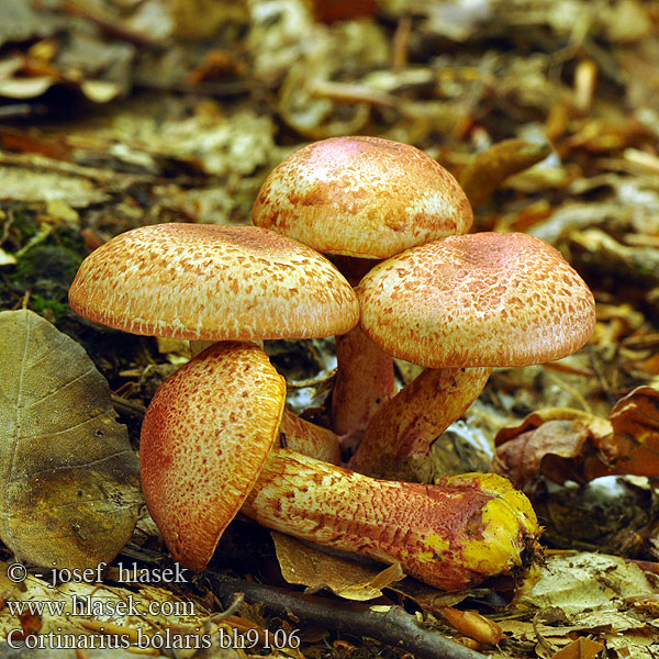 Dappled Webcap Cortinario ocre rojo Opečna koprenka Ljuskava Punasuomuseitikk Brokspindling Rødskjellslørsopp Cortinarius bolaris アカツブフウセンタケ Паутинник ленивый увалень Pavučinec červenošupinný lilák pahřib Zasłonak glinkowaty Roodschubbige gordijnzwam Rotschuppiger Rauhkopf Cinnoberskællet slørhat Pavučinovec červenošupinkatý Cortinaire rougeâtre