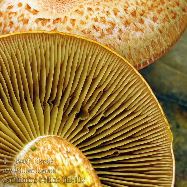 Cortinarius bolaris bh9113