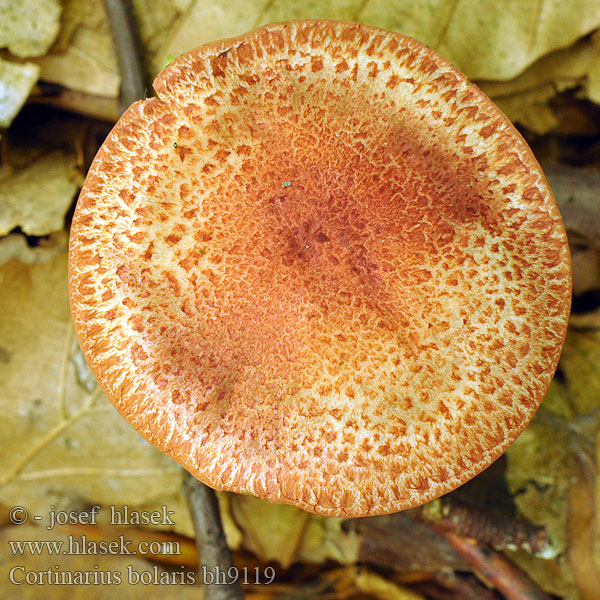 Punasuomuseitikk Brokspindling Rødskjellslørsopp Cortinarius bolaris アカツブフウセンタケ Паутинник ленивый увалень Pavučinec červenošupinný lilák pahřib Zasłonak glinkowaty Roodschubbige gordijnzwam Rotschuppiger Rauhkopf Cinnoberskællet slørhat Pavučinovec červenošupinkatý Cortinaire rougeâtre Dappled Webcap Cortinario ocre rojo Opečna koprenka Ljuskava