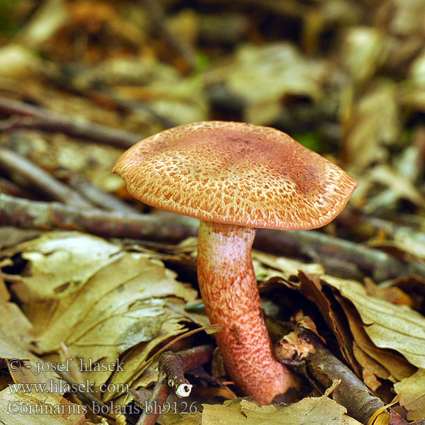 Brokspindling Rødskjellslørsopp Cortinarius bolaris アカツブフウセンタケ Паутинник ленивый увалень Pavučinec červenošupinný lilák pahřib Zasłonak glinkowaty Roodschubbige gordijnzwam Rotschuppiger Rauhkopf Cinnoberskællet slørhat Pavučinovec červenošupinkatý Cortinaire rougeâtre Dappled Webcap Cortinario ocre rojo Opečna koprenka Ljuskava Punasuomuseitikk