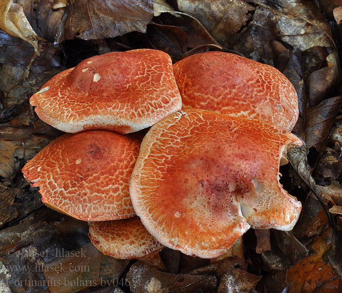 Cortinarius bolaris Pavučinec červenošupinný lilák pahřib