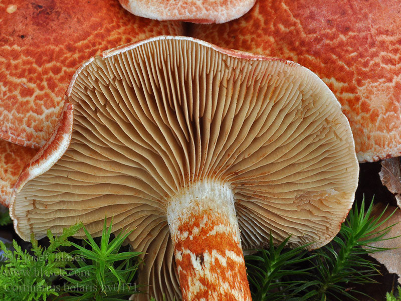 Cortinarius bolaris Zasłonak glinkowaty