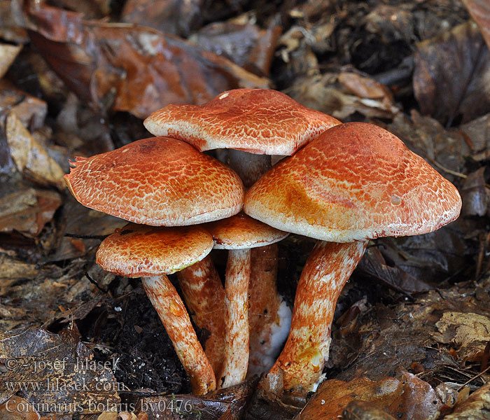 Cortinarius bolaris Roodschubbige gordijnzwam