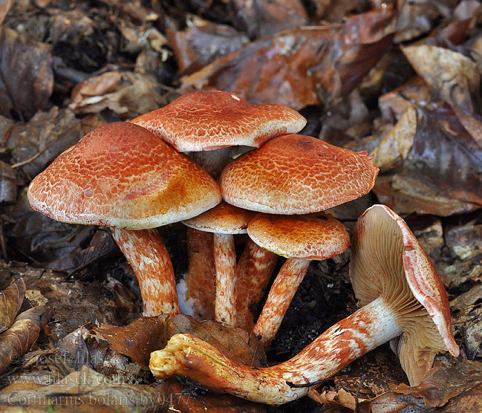 Cortinarius bolaris Cinnoberskællet slørhat