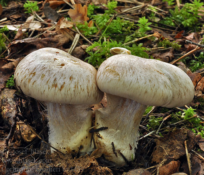 Cortinarius boudieri